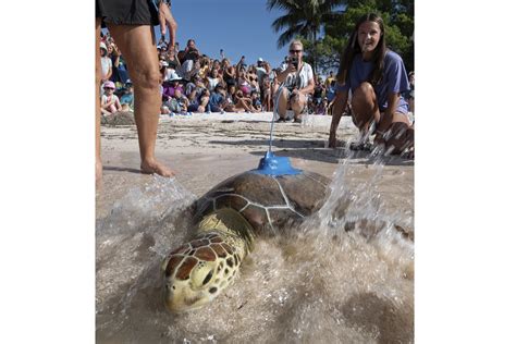 Sea turtle released in Marathon, joins 16th Tour de Turtles race